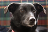Creative Challenge: Pets : 